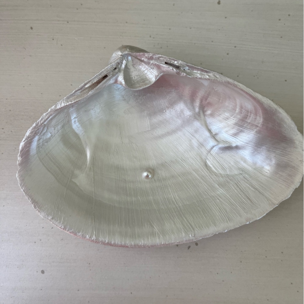 🌻Giant pearl painted clam shell with Pearl accent